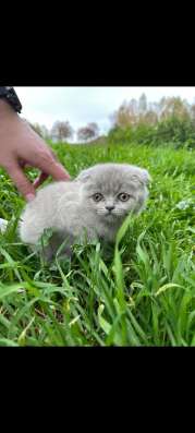 Babykatze, Kätzchen, Katze, Kater