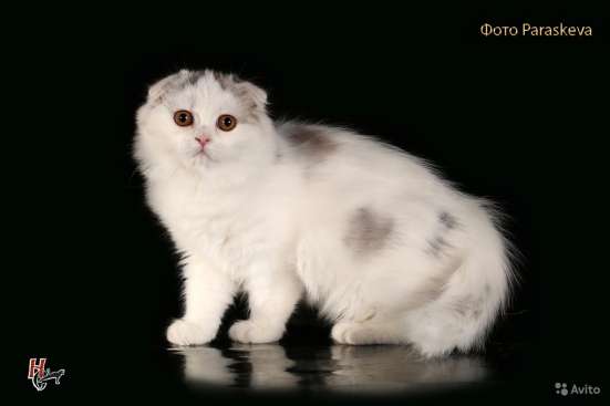 Котенок - счастье в дом в Санкт-Петербурге фото 8