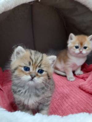 Британские котята фото 7