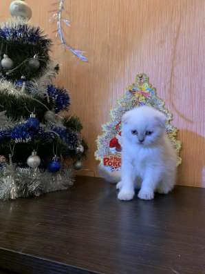 Клубные котята фото 3