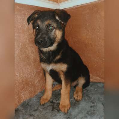 Продам щенков немецкой овчарки фото 10
