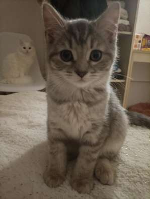 Котенку 2 месяца лорд