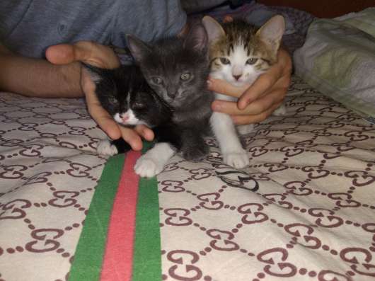 Месячные котята