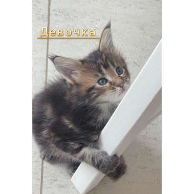 Котята мейн кун в Красногорске фото 9