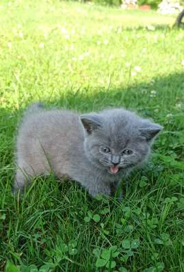Котята британские
