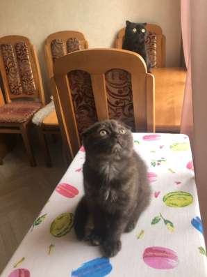 Шотландская кошечка в Волгограде