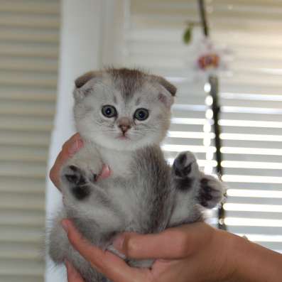 Котята шотландцы