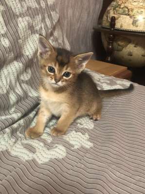 Абиссинские котята в Брянске фото 3