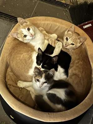 Шикарный 4 мес котенок Чарли ищет дом! в Москве