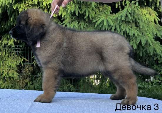 Щенки леонбергера 20.04.23 г в Домодедове фото 14