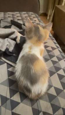 Шотландские котята фото 6