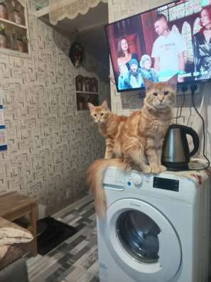 Котёнок Майн-куна в Санкт-Петербурге