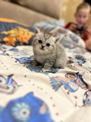 Британские котята в Пензе фото 4