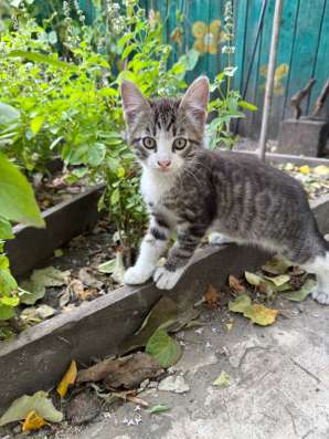 Котята в Кургане