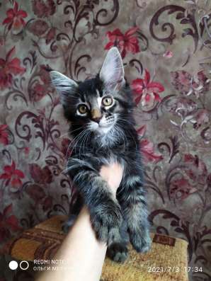 Котята Мейн Кун фото 4