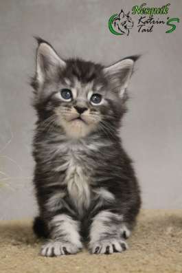 Maine Coon Male Nesquik фото 3