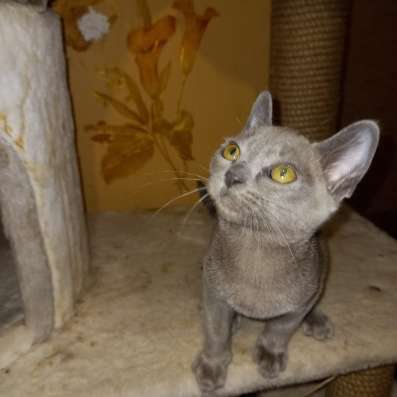 Европейская бурма котята в Брянске фото 8