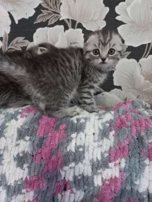 Шотландский вислоухий котёнок, девочка фото 4