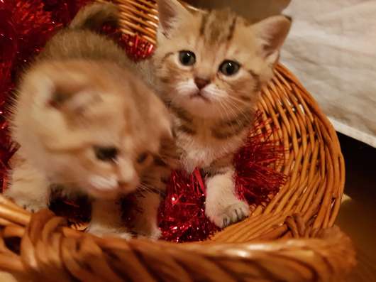 ПРОДАМ ШОТЛАНДСКИХ КОТЯТ фото 4