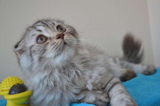 Шотландский котенок фото 4