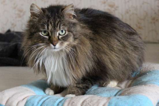 Роскошная кошка Мишель