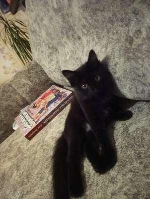 Отдам котёнка в добрые руки