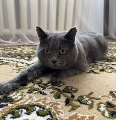 Кастрированный котик срочно в Добрые руки