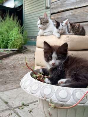 Котята в Кургане фото 6