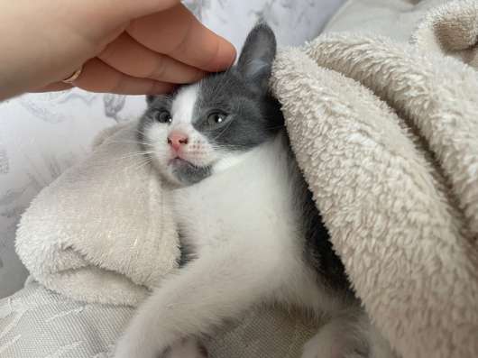Котят (мальчиков) в добрые руки в Георгиевске фото 4
