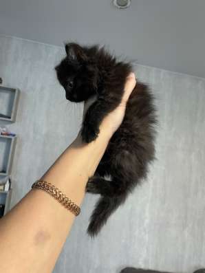 Котенок в Иркутске