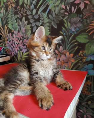 Мейн-кун котёнок