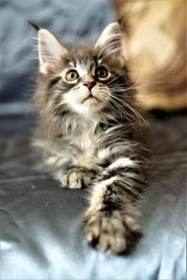 Клубный котенок Мейн Кун в Москве фото 3