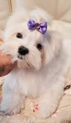 Мини Мальиезе Information_puppylove в Москве