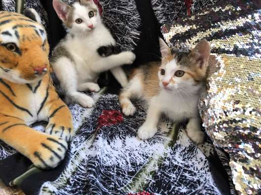 Отдам в хорошие руки фото 20