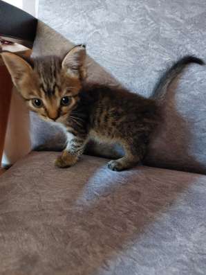Кошечка ищет дом