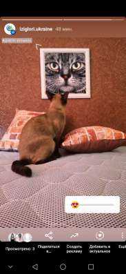 Бурма котята фото 3