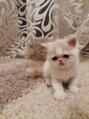 Экзотический котенок