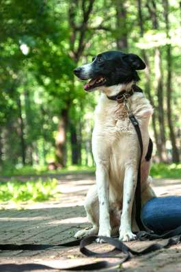 Жизнерадостный пес Грэм в добрые руки в Москве фото 10