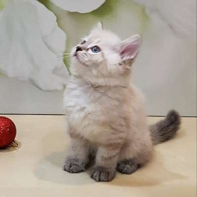 НЕВСКИЕ МАСКАРАДНЫЕ КОТЯТА в Москве фото 8