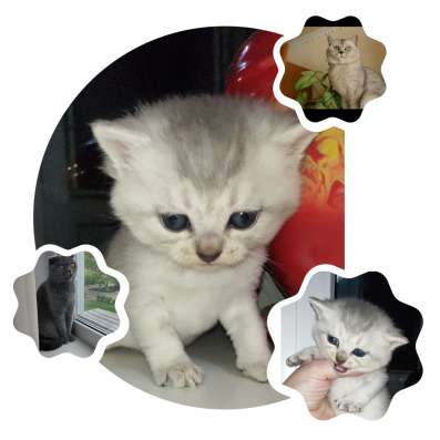 Продам шотландского котенка фото 3