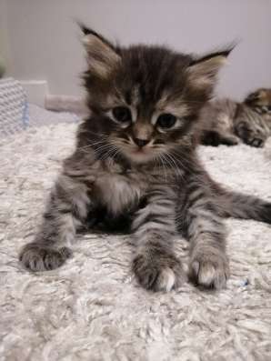Котята шотландцы в Тольятти фото 4