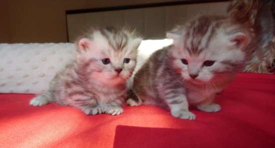 Манчкины, котята в Волгограде