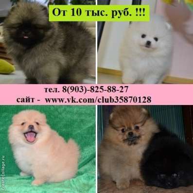 шпиц щеночки  очаровашки