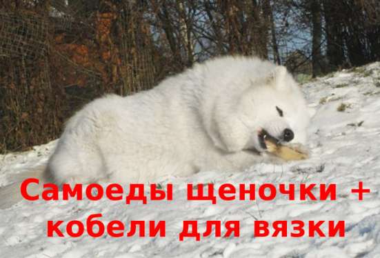 Самоеды щенки + женихи для вязки