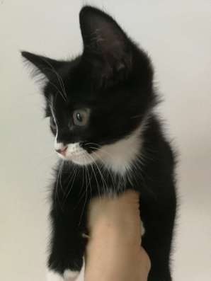 Котенок
