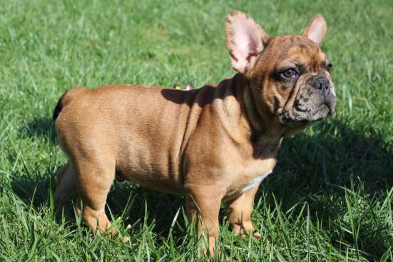 Французский бульдог bulldog фото 10