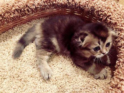 Шотландские котята в Москве