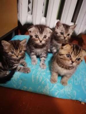 Шотландские котята фото 23