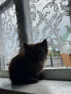 Котята в Йошкар-Оле фото 4