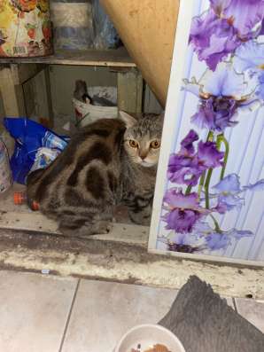 Кошка в Оренбурге